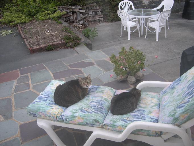 Nancy's two cats on the patio.