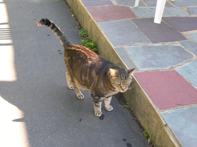 Nancy Morgan Piano Teacher